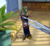 mantis.jpg