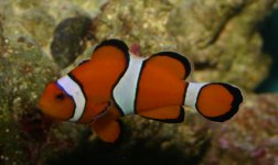 clown.jpg