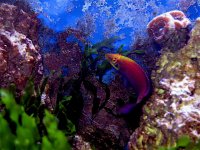 mysteryacan.jpg