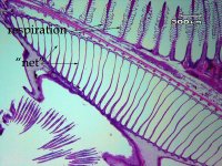 menhgillstructure-s.jpg