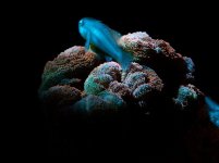 goby and brain.jpg