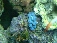 clam1.jpg