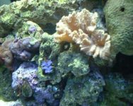 clam2.jpg