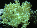 nepthea.gif