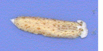 wood polyp eating nudibranch.gif