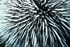 white black urchin 640x.jpg