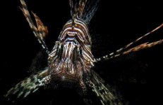 lionfish.jpg