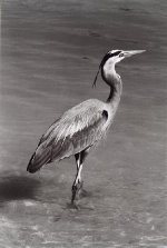 blue heron.jpg