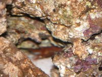 pep shrimp home.jpg