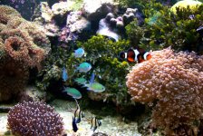 chromis7.jpeg