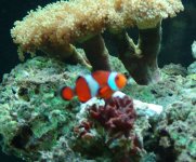 DSC00494-clown.jpg