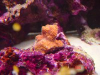 encrusting-red-with-purple-polyp-monti.jpg