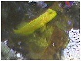 yellowgoby.jpg