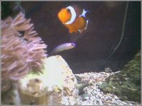 clwonfirefish.jpg