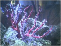 redcoral.jpg