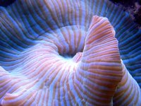 caroles tank 2 061.jpg