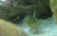 blenny2.jpg