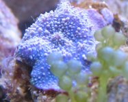 shroommacro.jpg