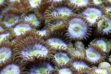 zoa.jpg