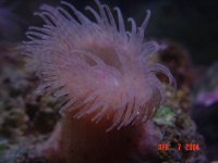 anemone1b.jpg