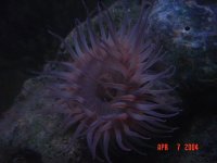 anemone2.jpg