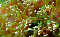 frogspawn.jpg