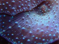 redspottedshroomsmacro.jpg