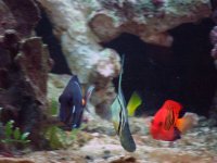 fishie faces.JPG