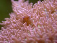 mushroom-rhodactis7.jpg