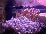 sps-003.gif