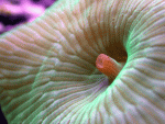 single-shroom.gif