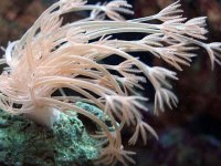 Xenia 3-30-05.JPG