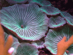 framed-shrooms.gif