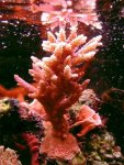 millepora7.jpg