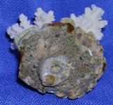 bali finger coral plug bottom sm.jpg