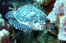 turtle.jpg