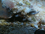 conch4.gif