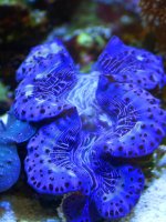 clam2.jpg