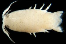 isopod.jpg