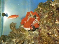 redmushroom(2).jpg