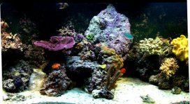 fishbowl_041128_v2.jpg