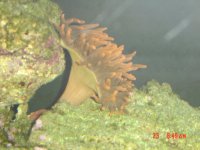 rose anemone.jpg