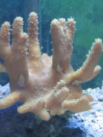finger.jpg
