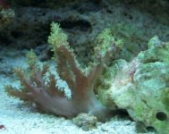 coral2.JPG