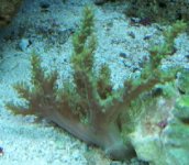 coral1.JPG