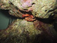 redmithrix crab 2 -103-0397_IMG.JPG