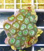 zoa0725lg.jpg