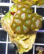 zoa0689lg.jpg