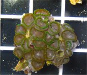 zoa0713lg.jpg