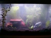 full 10g fw tank.jpg